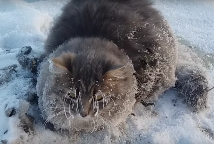 A cat whose paws got frozen to the ground had a lucky escape after it was rescued by a couple