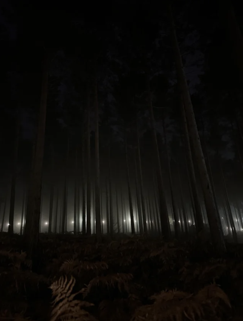 a forest with flash lights