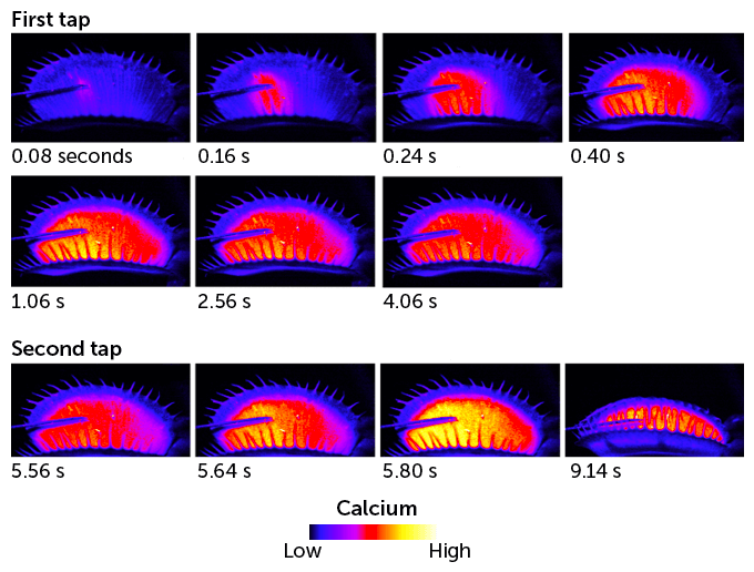 這些發光的捕蠅草圖片顯示，捕蠅草的鈣含量會激增，然後在它的一根刺毛被觸動後開始下降，直到第二次觸碰才會使更多的鈣離子湧入葉子中的細胞，使閾值上升直到陷阱關閉為止。