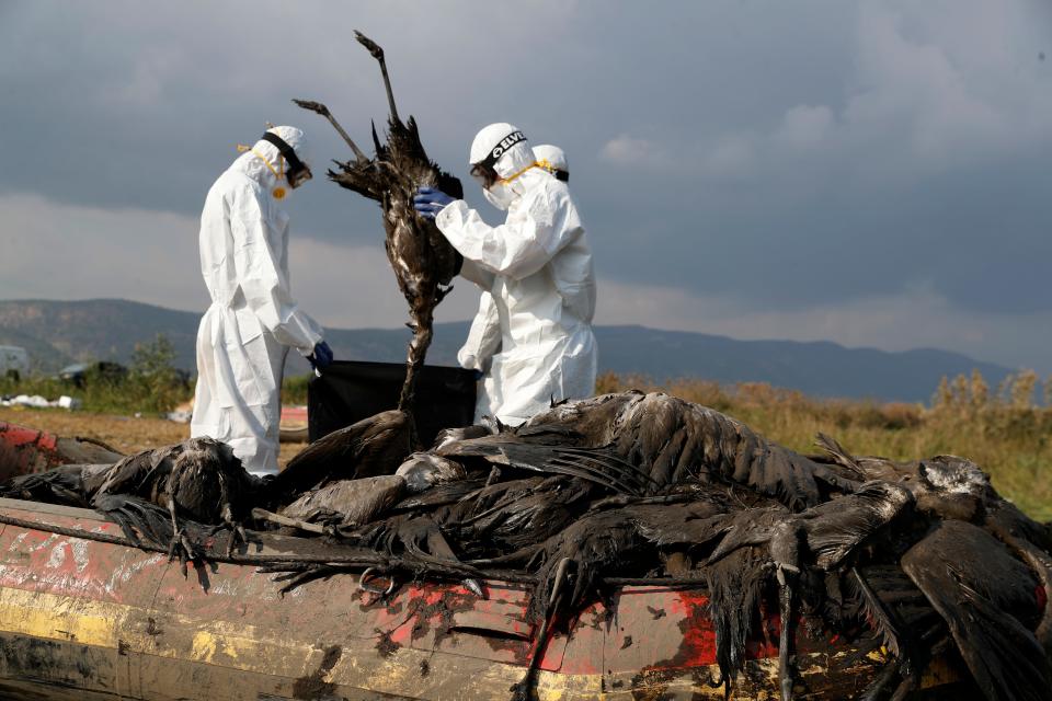 Workers put a dead crane in a bag at the Hula Lake conservation area, north of the Sea of Galilee, in northern Israel, Sunday, Jan. 2, 2022. Bird flu has killed thousands of migratory cranes and threatens other animals in northern Israel amid what authorities say is the deadliest wildlife disaster in the nation's history. (AP Photo/Ariel Schalit) ORG XMIT: ASC118