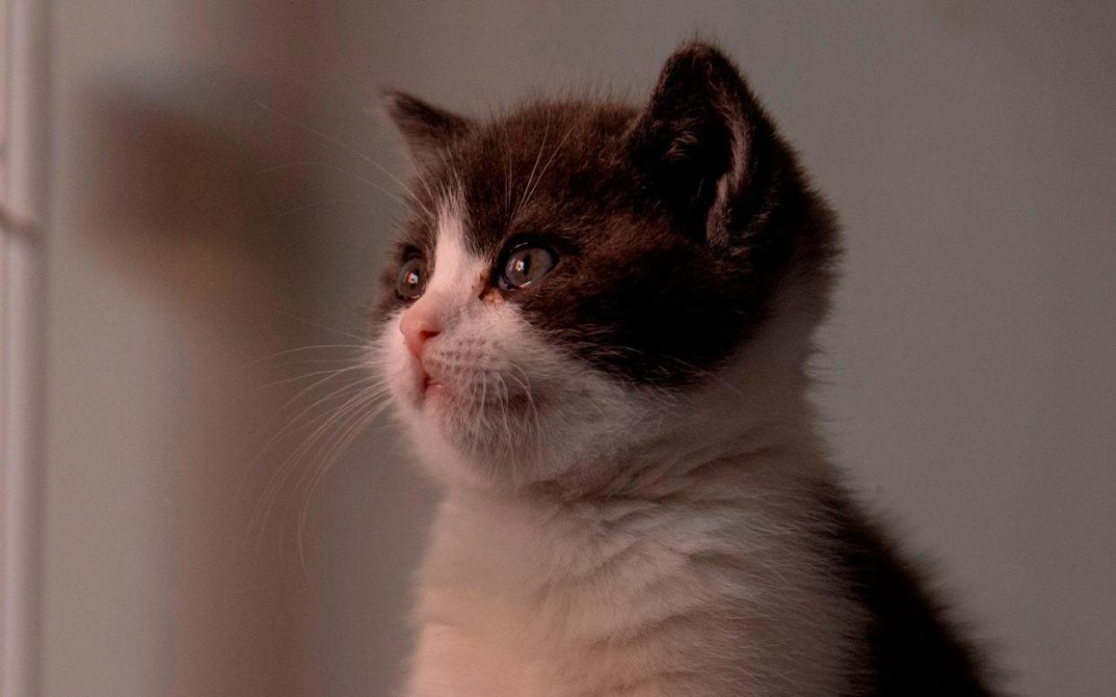 This photo taken on September 2, 2019 shows China's first cloned kitten called Garlic at the Chinese company Sinogene, a pet cloning outfit which has cloned more than 40 pet dogs since 2017, in Beijing. - To clone a dog costs a hefty 380,000 yuan (53,000 USD) and 250,000 yuan (35,000 USD) for a cat. (Photo by STR / AFP)STR/AFP/Getty Images - Getty