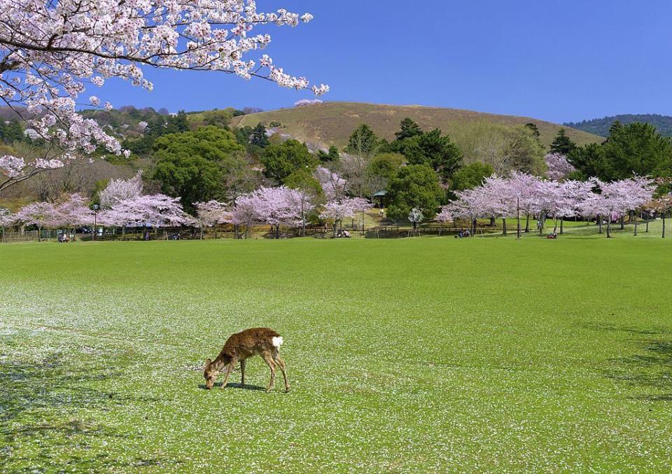 Nara, Japan