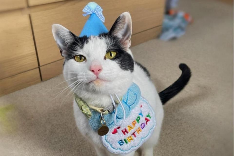 Bradford Telegraph and Argus: Chester, 2, was rescued from the streets by Allerton Cat Rescue and is now living a happy life with his new family