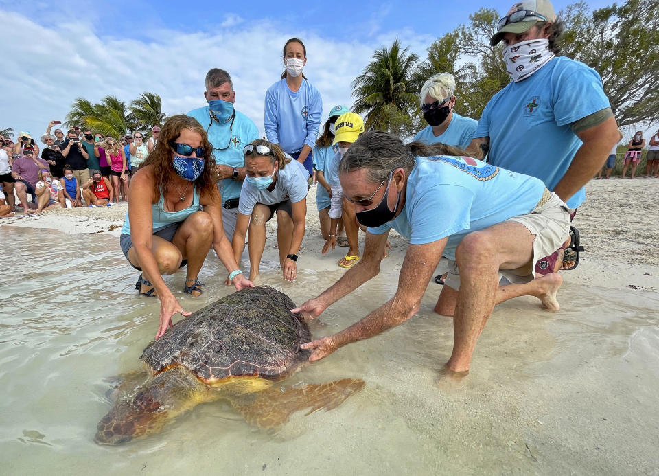 In this photo provided by the Florida Keys News Bureau, Bette Zirkelbach, front left, and Richie Moretti, front right, manager and founder respectively of the Florida Keys-based Turtle Hospital, release "Sparb," a sub-adult loggerhead sea turtle, Thursday, April 22, 2021, at Sombrero Beach in Marathon, Fla. The reptile was found off the Florida Keys in late January 2021 with severe wounds and absent a front right flipper. It was not expected to survive but was treated with a blood transfusion, extensive wound care, broad-spectrum antibiotics, IV nutrition and laser therapy. The turtle made a full recovery and was returned to the wild in conjunction with Thursday's Earth Day celebrations. (Andy Newman/Florida Keys News Bureau via AP)