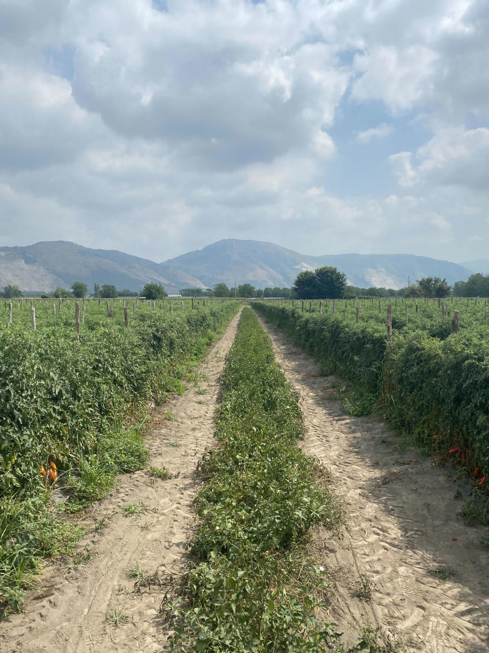 DOP San Marzano tomatoes are grown at the base of Mount Vesuvius. (Courtesy Anthony Contrino)