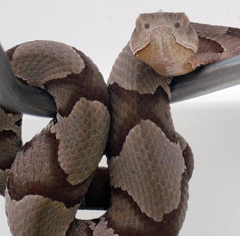 A baby copperhead on the tip of a snake hook captured in Durham, NC.