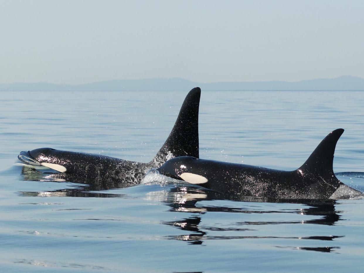Researchers found over 200 reports of "interactions" where orcas approach or touch a vessel in the ocean around the Iberian Peninsula since 2020.