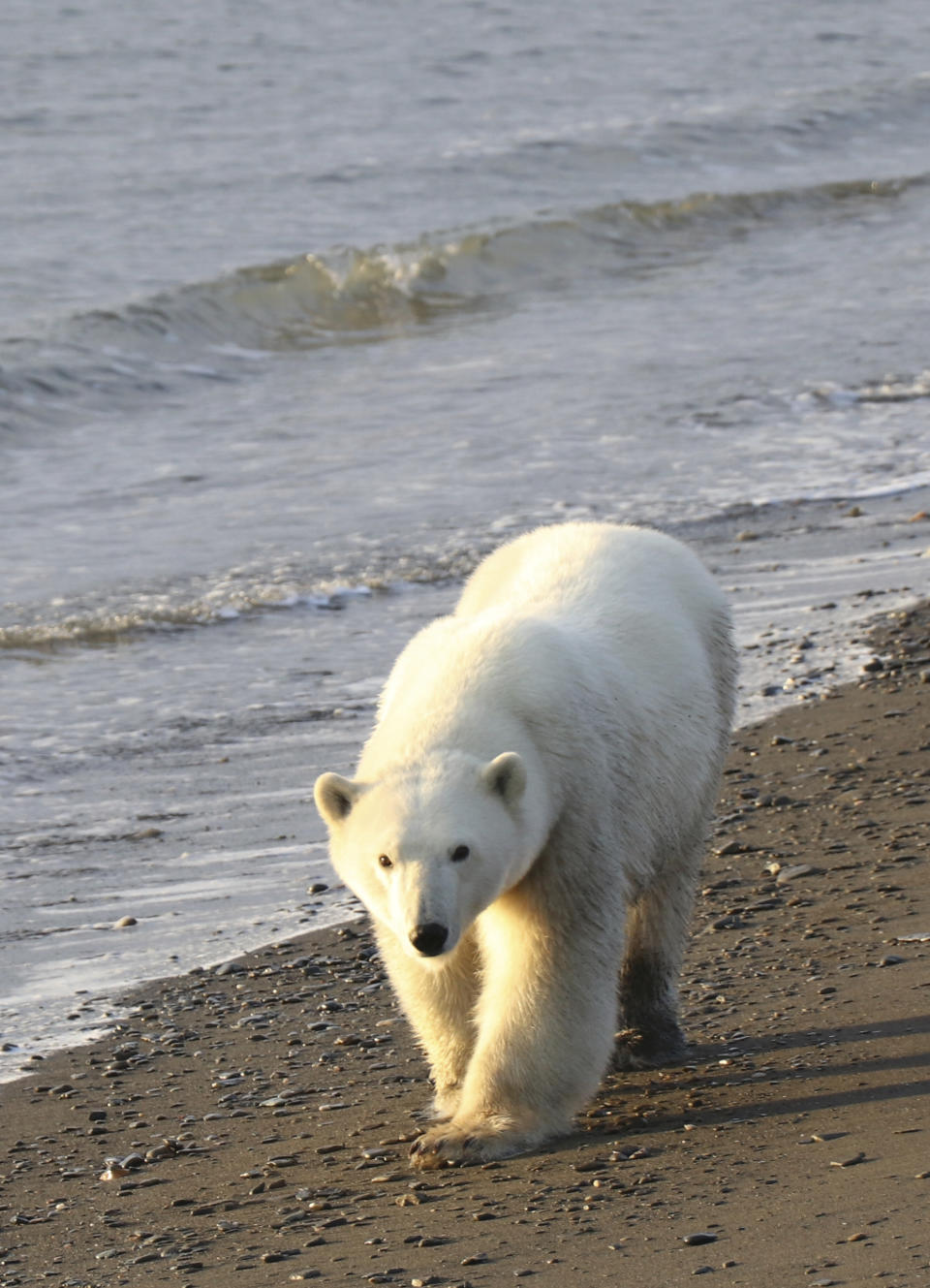 In this undated photo provided by Eric Regehr, a polar bear walks on Wrangel Island in the Arctic Circle. A study of polar bears in the Chukchi Sea between Alaska and Russia finds that the population is thriving for now despite a loss of sea ice due to climate change. Lead author Eric Regehr of the University of Washington says the Chukchi may be buffered from some effects of ice loss. Regehr says polar bears can build fat reserves and the Chukchi's abundant seal population may allow bears to compensate for a loss of hunting time on ice. (AP Photo Eric Regehr via AP)