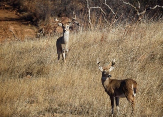 Tribal hunting programs allow citizens to hunt deer on their reservations.