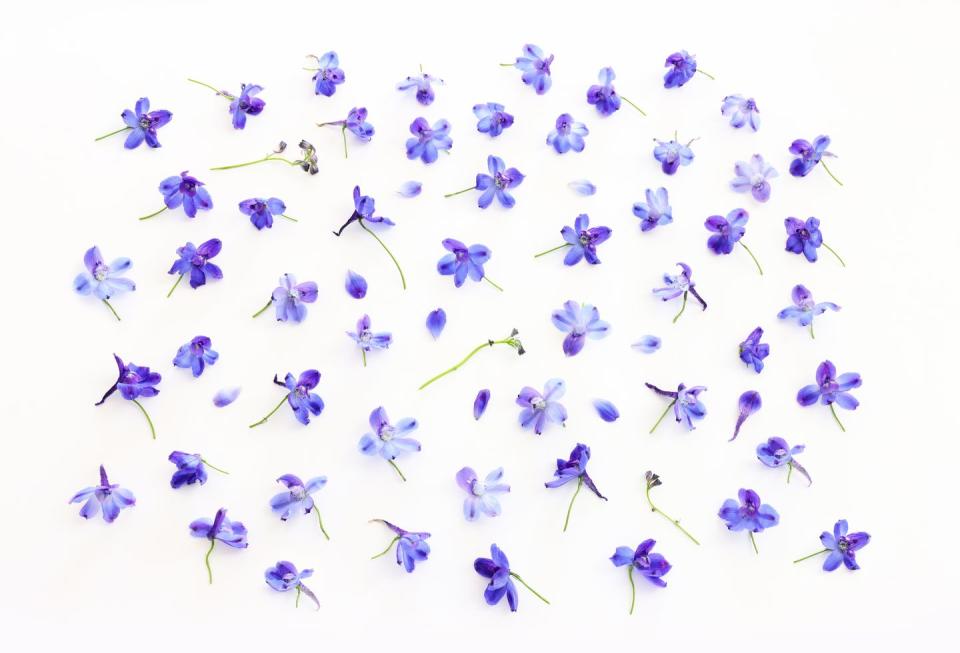 top view image of violet delphinium flowers composition over white isolated background