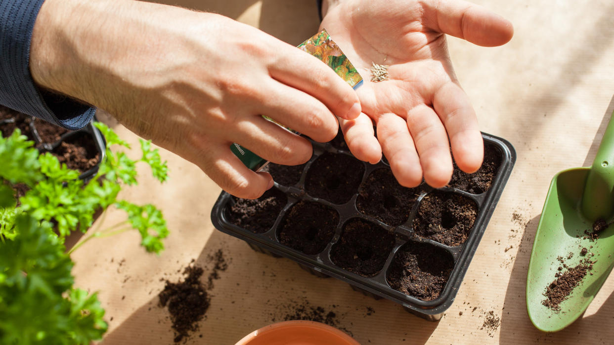  Planting seeds in seed tray. 