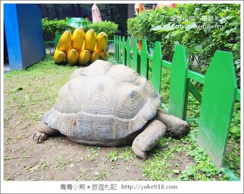 台北親子同遊景點》明倫國小～紙風車台灣動物昆蟲創意展