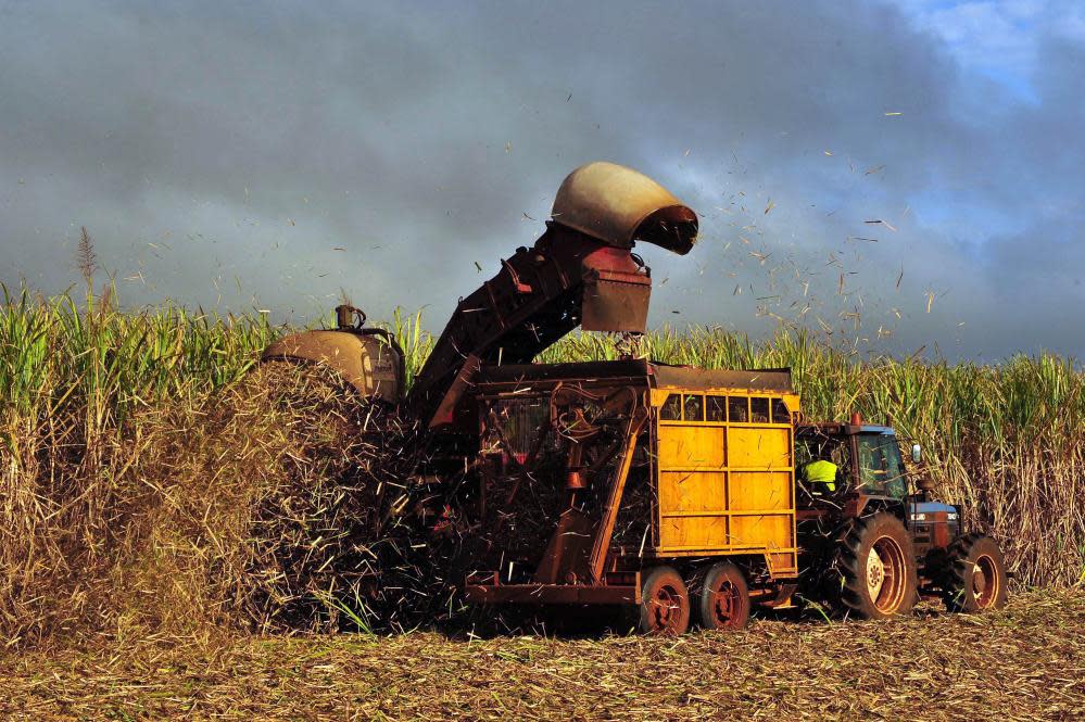 Sugar cane is harvested on a farm