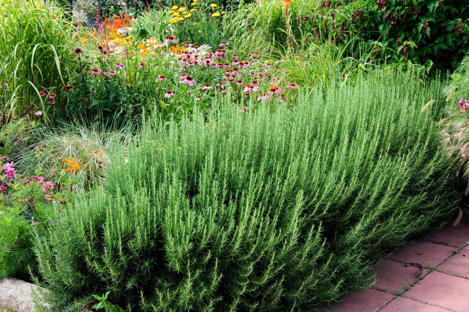 <p> Planting a rosemary hedge is a fantastic way to border flower beds and patios, as it will fill the air with its stimulating aroma and provide an endless supply of sprigs to add to dishes. As an evergreen shrub, it will also add structure to the garden year-round. </p> <p> &apos;Rosemary can grow to 4-6 foot, making it ideal for hedging,&apos; says Lindsay Hyland, founder of Urban Organic Yield.&#xA0; </p> <p> &apos;Is attractive narrow lance-like blueish green leaves have small purple-colored flowers that really pop during the summertime.&apos; </p> <p> Learning how to grow rosemary is key to its success. As a Mediterranean plant, it&#xA0;is best grown in poor, well-drained soil in drier climates. It thrives in similar conditions to lavender, which also makes a fabulous hedging plant. </p> <p> Rosemary is best kept as a low, informal hedge, and should be clipped after flowering to keep its shape. </p>