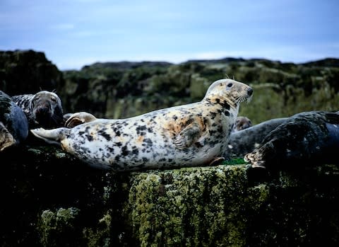 Seals on the Farne Islands - Credit: Getty