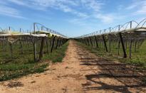 Grape vines for the Italia variety of grape are seen in Noicattaro, a major area of grape production in the southern Italian region of Puglia, Italy