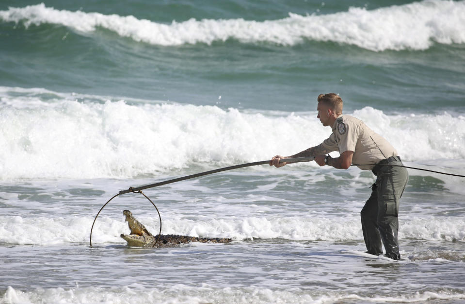 A wildlife officer placed a noose around the crocodile’s mouth (Picture: AP)