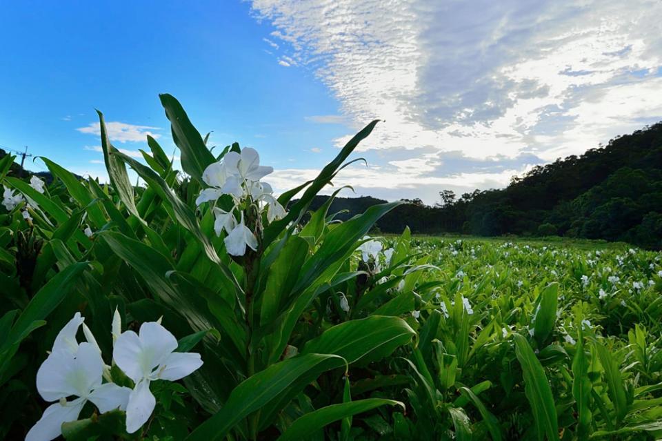 全台少有的大片野薑花原野，盛開時美不勝收。