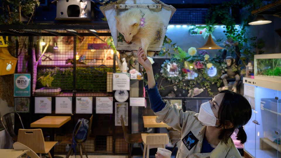 A staff member feeding an albino raccoon at an animal cafe in Seoul, South Korea, on April 2, 2020. - Ed Jones/AFP/Getty Images