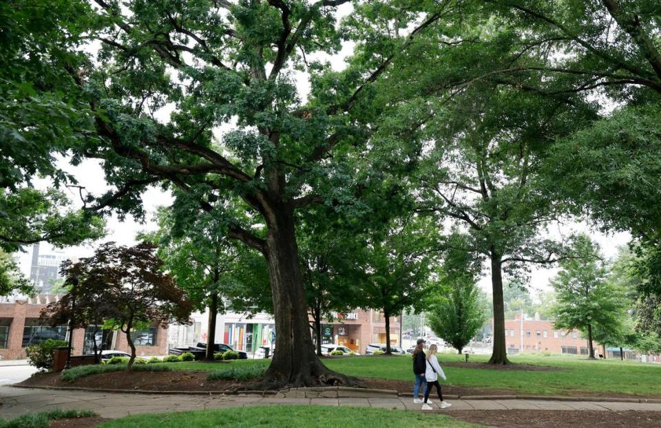 A white oak tree in Nash Square in downtown Raleigh, N.C., is scheduled to be removed by the city in the coming weeks. The City of Raleigh Urban Forestry staff says the tree, seen here on Wednesday, May 15, 2024, needs to be removed because of a large crack that can compromise the tree’s structural integrity.