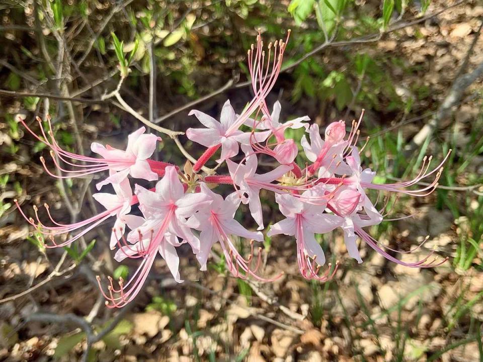 Piedmont Azalea