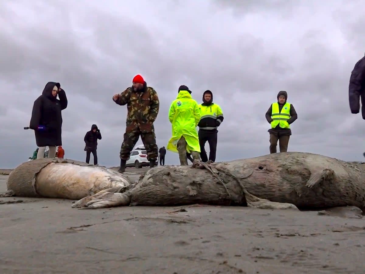 Caspian seals are an endangered species and are on the red list under the IUCN  (AP)