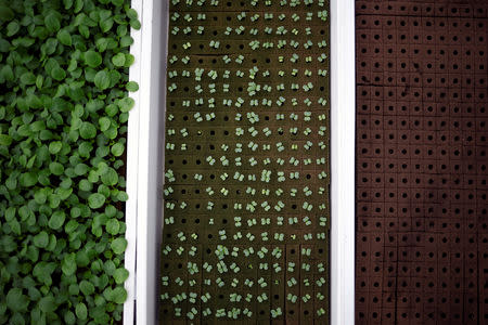 Vegetable seedlings are pictured at Comcrop's rooftop hydroponics farm at an industrial estate in Singapore May 17, 2019. REUTERS/Edgar Su