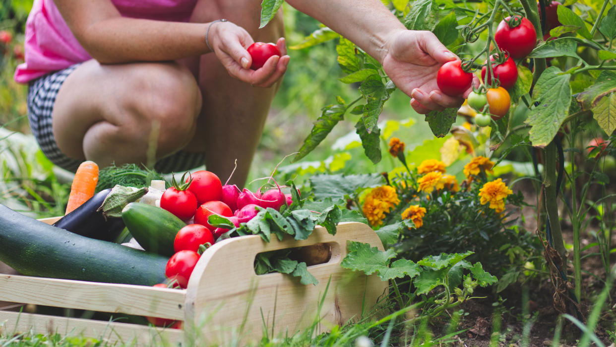  Easiest vegetables to grow. 