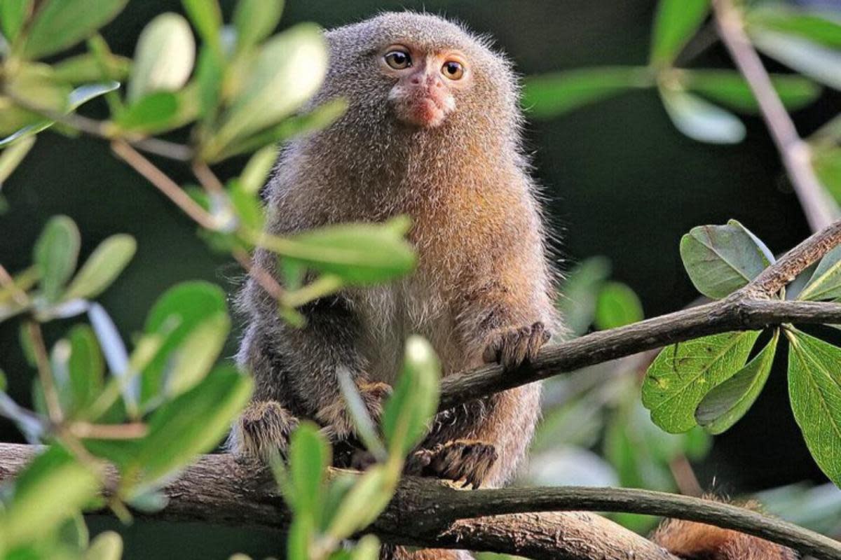 Colchester Zoo welcomed a troop of four female eastern pygmy marmosets to the site last week <i>(Image: Colchester Zoo)</i>