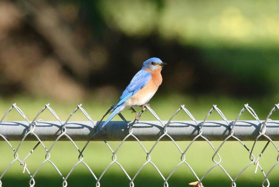 The eastern bluebird is New York's state bird.