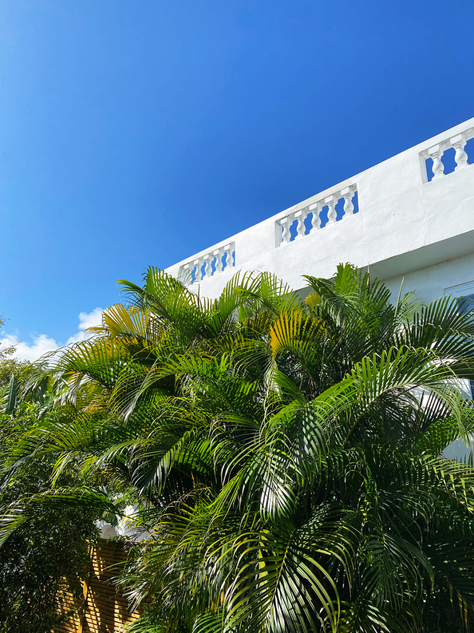 palms and balcony