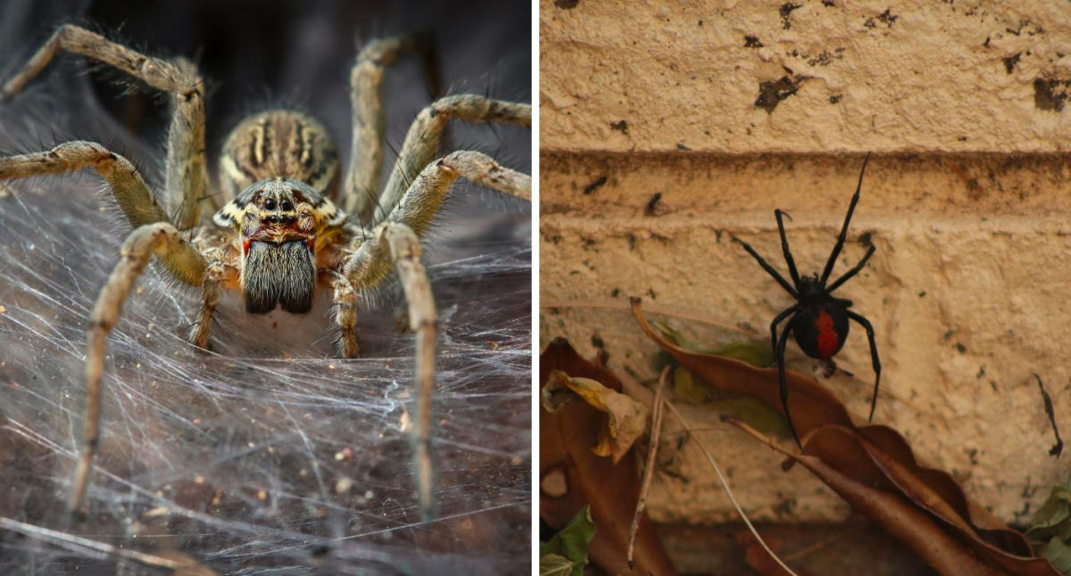 Spider news, Australia: Man's close encounter with deadly arachnid in pool