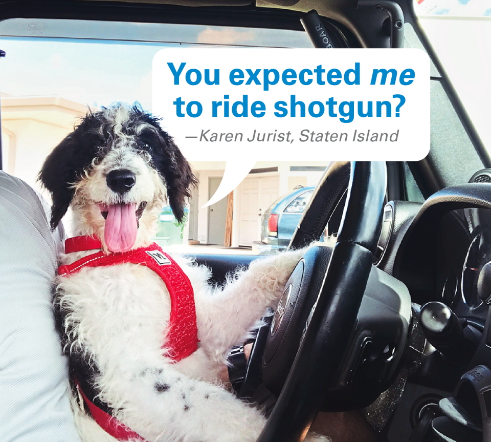 Caption contest winners: Dog driving a car with caption: 