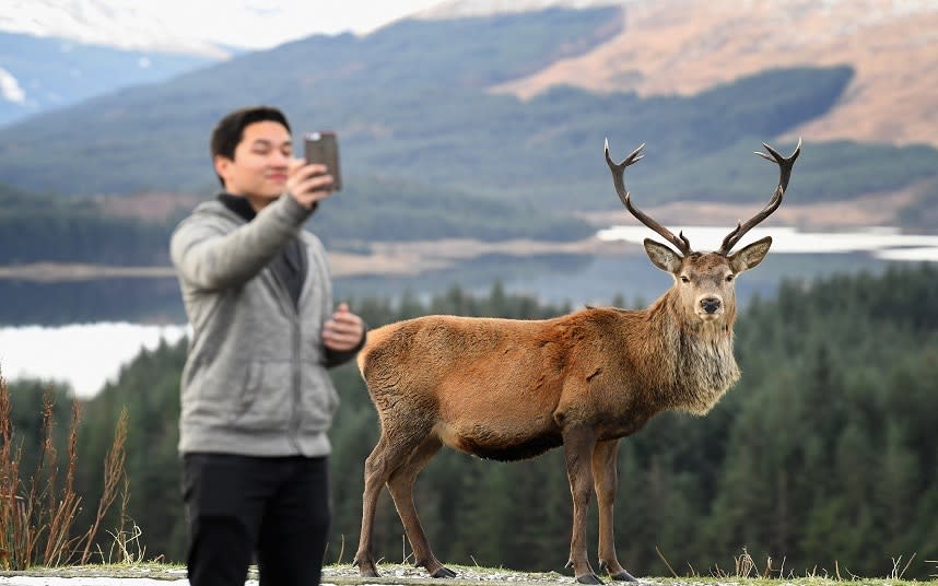 A tourist captures a selfie with a red stag at a car park in Glen Coe - 2017 Getty Images