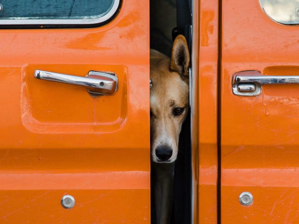 Dagwood the dog peaks out from two orange van doors.