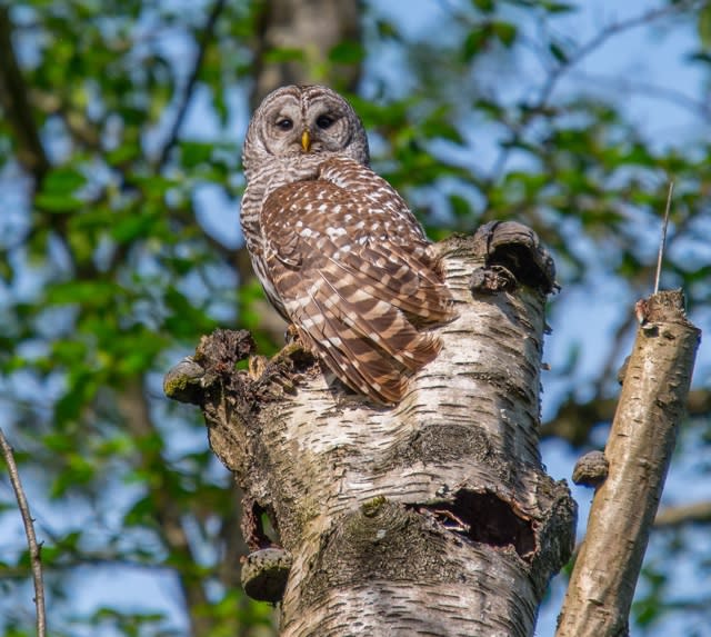 Can you spot the owl in this tree?