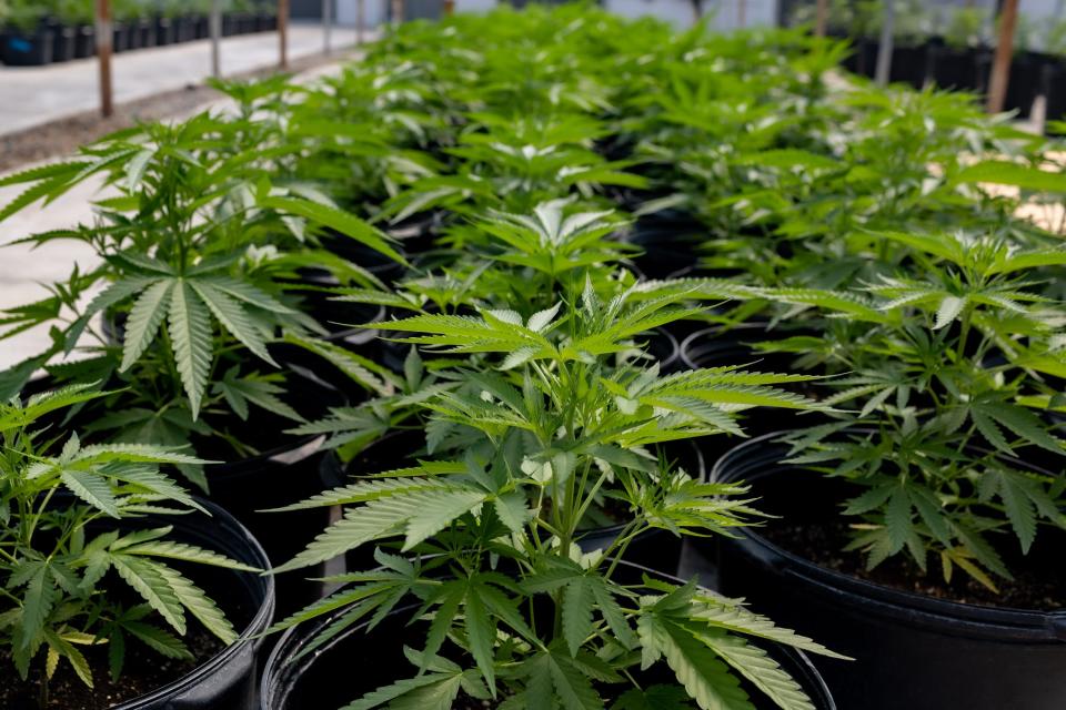 Cannabis plants at Grow Source LLC's greenhouse  in Warwick, NY, on Tuesday, July 19, 2022.