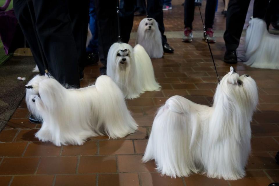 Westminster Dog Show Photos They Don't Want You to See