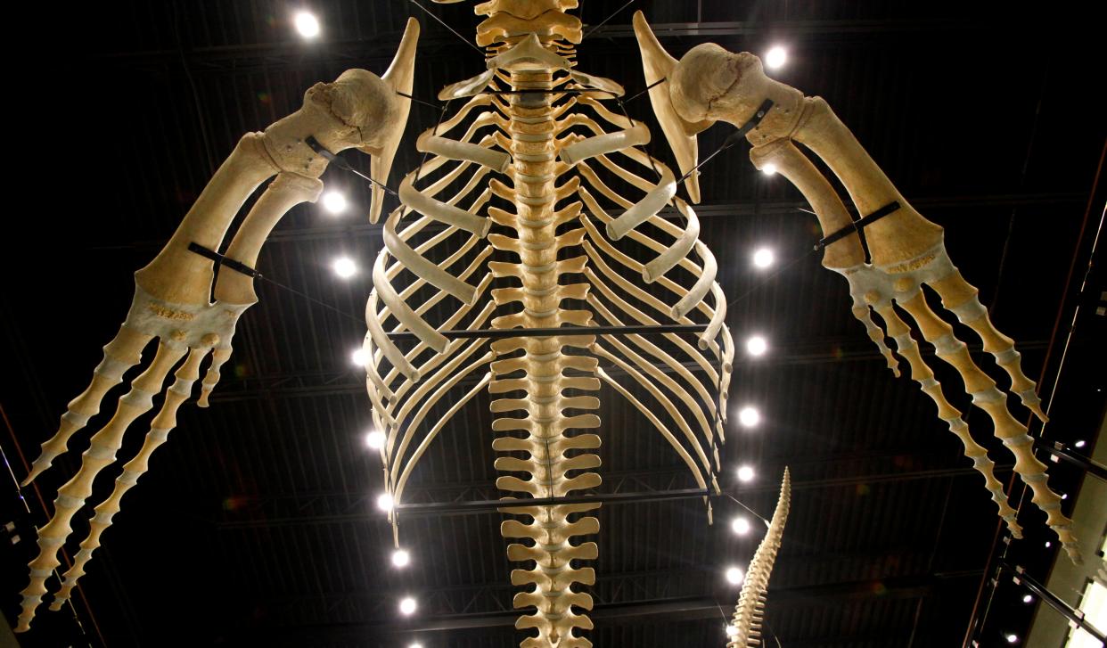 A humpback whale skeleton and other skeletons displayed in the Museum of Osteology, the result of a young boy's curiosity, have inspired others to pursue their own interests.