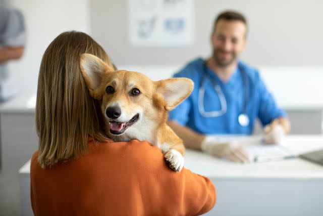 <p>Olena Miroshnichenko/Getty</p> Stock image of a dog at the veterinary clinic