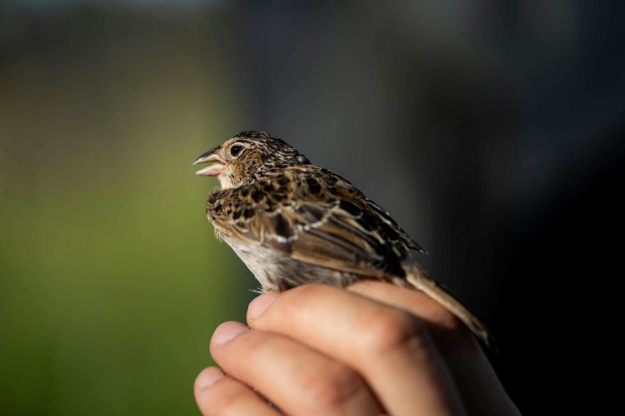 <span>A grasshopper sparrow in Florida.</span><span>Photograph: Carlton Ward Jr</span>