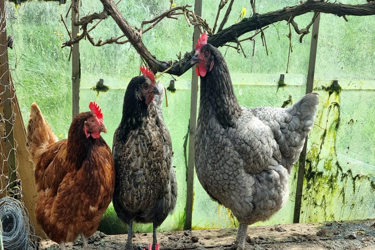 Pretty plumage on this fowl trio. <i>(Image: Val Colella)</i>