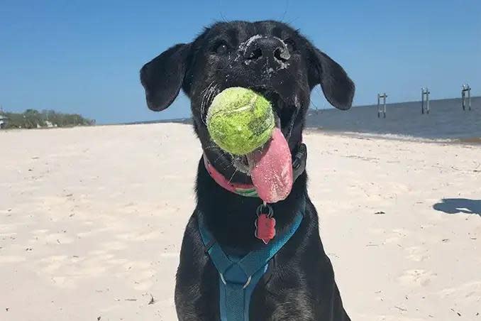 Zoey catching a tennis ball / Credit: Guinness World Records