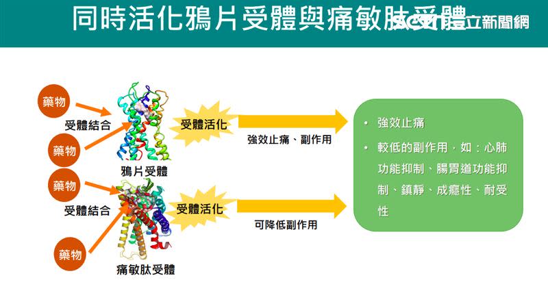 國衛院在近年的研究中發現，活化「痛敏肽受體」不僅不會降低鴉片類藥物的止痛效果，還能減輕諸如依賴性、腸胃功能抑制等副作用。（圖／記者簡浩正攝影）