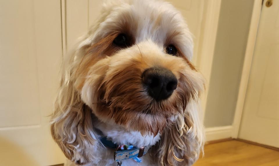 Cosmo the cockapoo