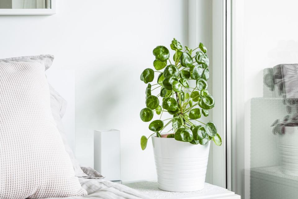 pilea peperomiodes house plant window sill