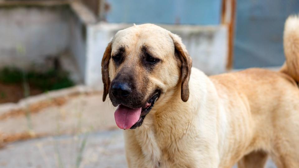 Kangal shepherd dog