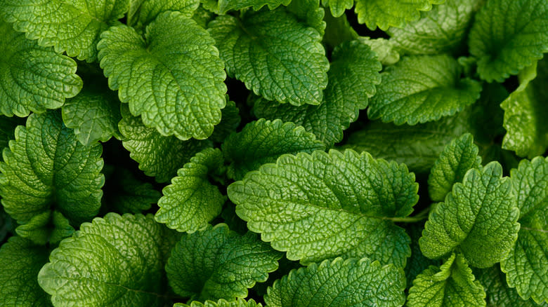 Leaves of lemon balm