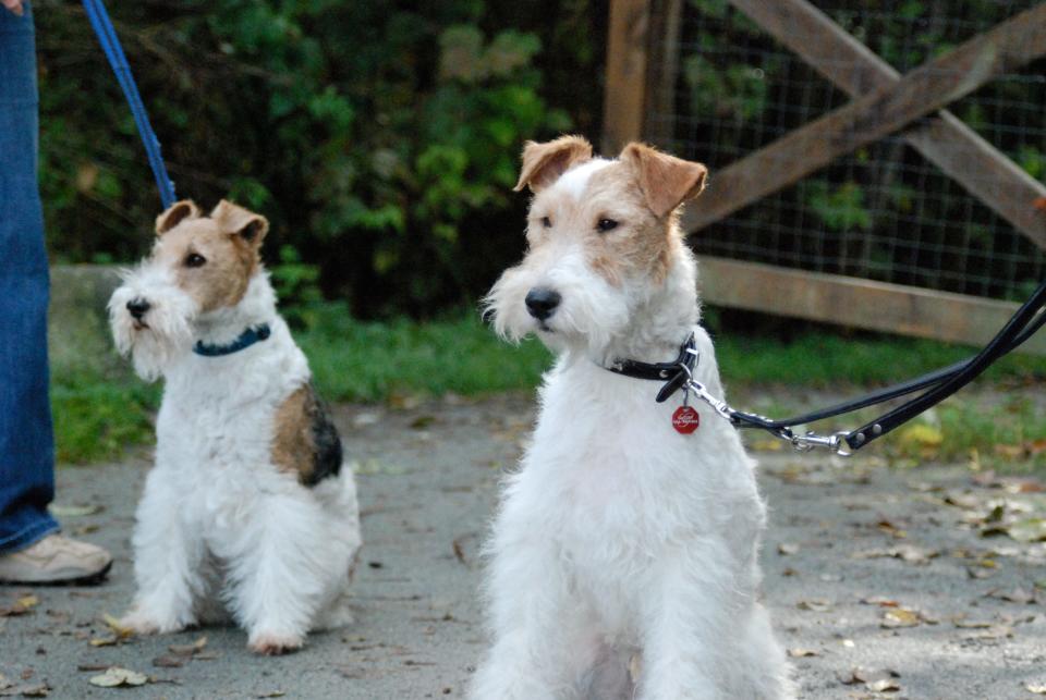 Two_Wire_Fox_Terriers