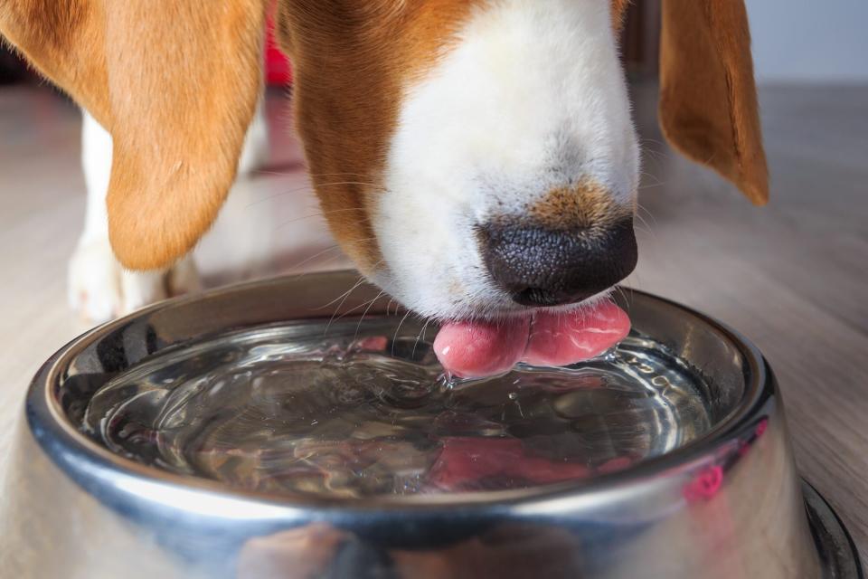close up of Beagle drinking water